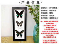 热销新品真蝴蝶标本相框纯手工工艺品家居装饰照片墙儿童实验礼品 15*37 黑色50*60