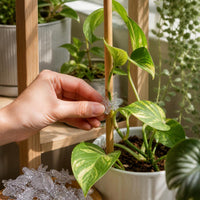 Orchid Plant Support Clips for Stems and Vines, Clear Plastic Garden Clips for Phalaenopsis