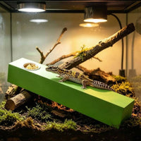 Comfortable Grip Amphibian Feeding Stick Long-Lasting Feeding Perch Mold Resistant for Herp Hobbyists