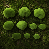 decorative moss rocks