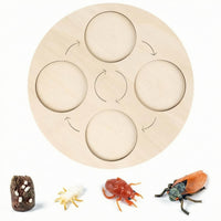 Life Cycle Board Child-Centered Life Cycle Activity Board Sensory Play