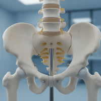 Spine Model with Pelvis Life-Size Human Spine Model Educational for Medical Students, Chiropractors, Classroom, Scientific Workspace