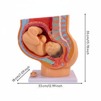 Fetal Growth Model Educational Obstetrics Demonstration Model Easy to Observe for Students, Doctors, Practice Room