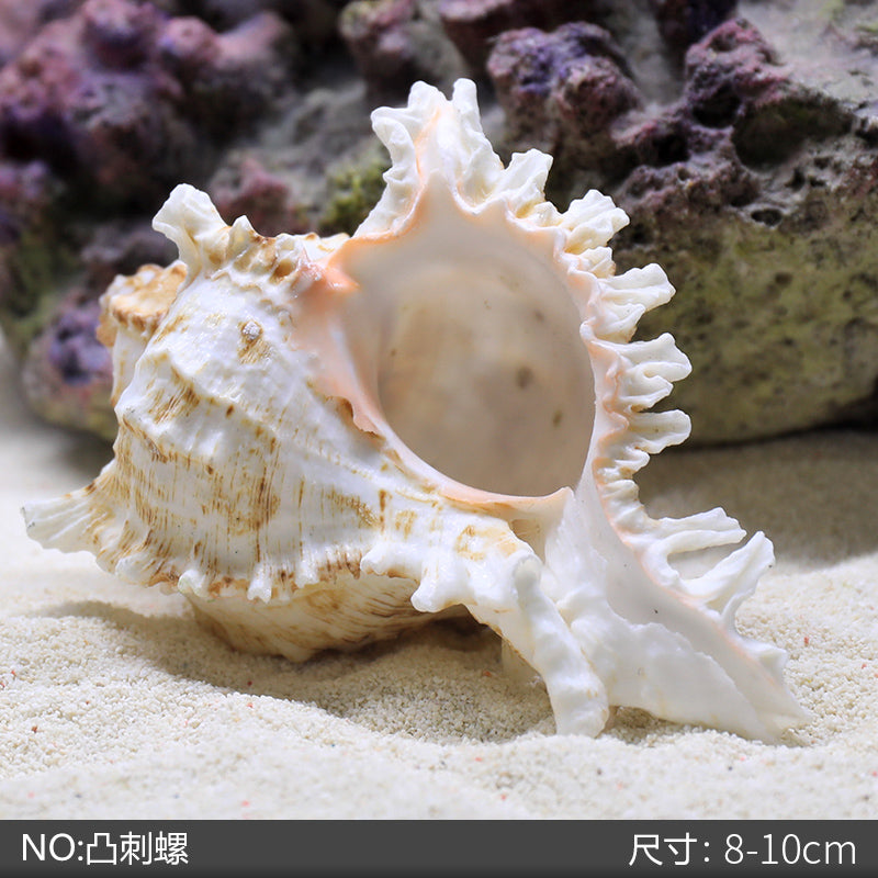 海螺贝壳鱼缸水族箱造景装饰大小号贝壳海底世界摆件躲避屋