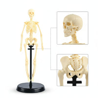 Human Skeleton Model Educational Biological Skeleton Model Basic for Teachers