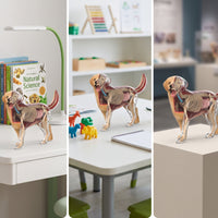 Dog Physiology Model with Detachable Parts Clear-Bodied Dog Physiology Model Educational for Pet Health Students