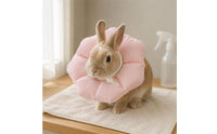 Adjustable Flower-Shaped Pet Collar Textile Exterior Padded Pet Collar for Small Pets