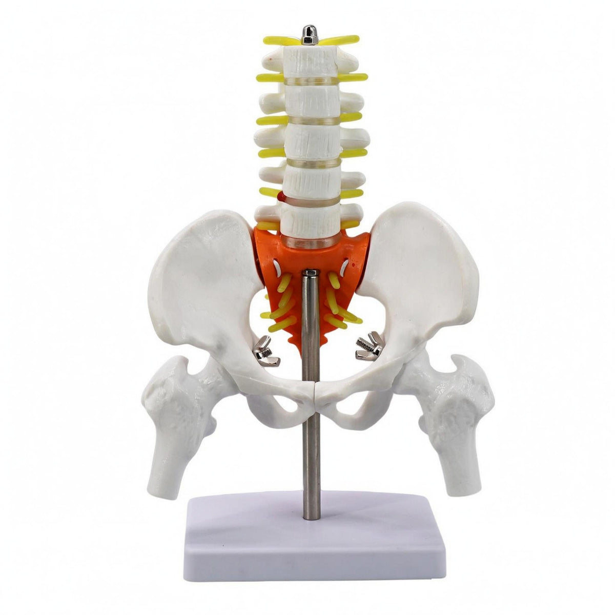 Movable Joints Spine Pelvis Model Nerve Details Spine Model PVC Study Aid Metal Support Rod for Classroom, Medical Office