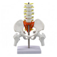 Movable Joints Spine Pelvis Model Nerve Details Spine Model PVC Study Aid Metal Support Rod for Classroom, Medical Office