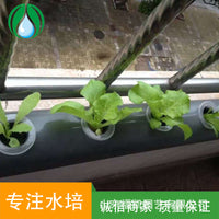 Hydroponic Net Pots for Soilless Cultivation, Fruit, Vegetable, and Flower Root Fixing, Moisture Retention, Wall-Mounted Planters