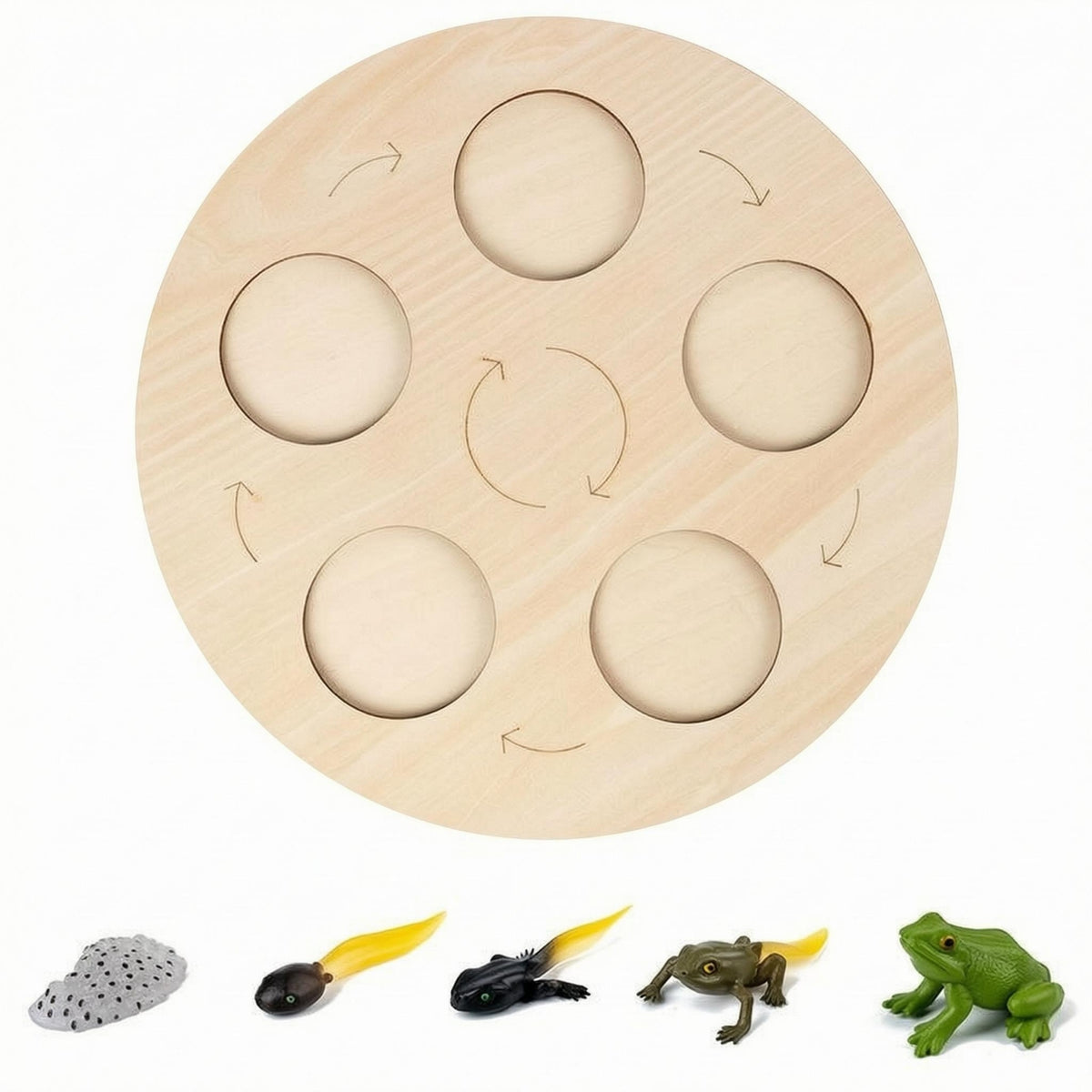 Recessed Cycle Recognition Board Printed Arrows Educational Matching Game Board Round Life Cycle Matching Game Set Natural Wood