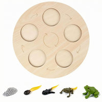 Recessed Cycle Recognition Board Printed Arrows Educational Matching Game Board Round Life Cycle Matching Game Set Natural Wood