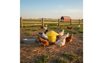 Weight-Activated Chicken Feeder Rainproof Automatic Fowl Feeding Bucket Anti-Roost Cone Round Fowl Feed Trough for HomesteadersRange, Backyard