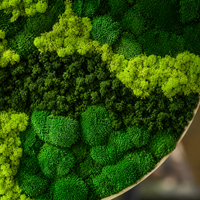 preserved moss wall art