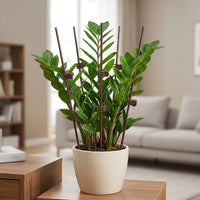 Plant Supports for Outdoor Plants, 3mm Coated Iron Garden Stakes, Plant Support Sticks for Houseplants & Vegetables
