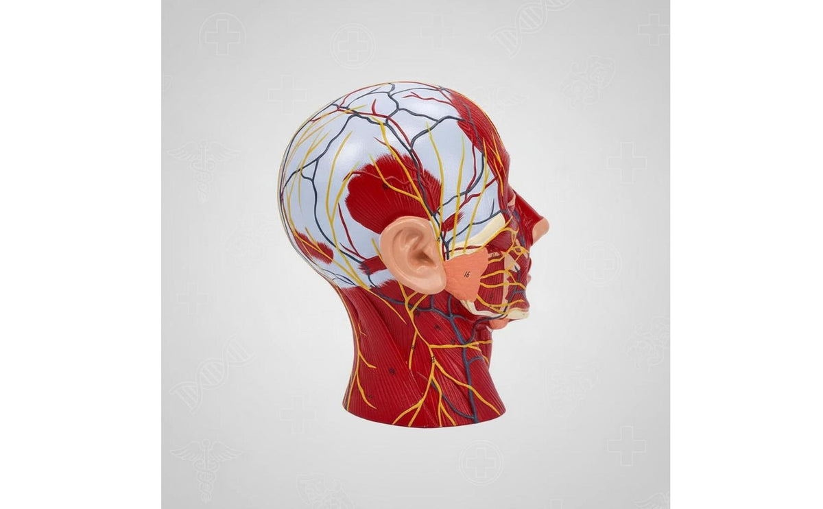 Superficial Neurovascular Model PVC Material Head Nerve Vessel Model Medical Teaching Aid for Cosmetology Students, Teachers, Classroom