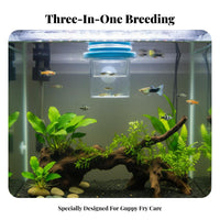 Buoyant Breeder Box 2 Chamber Design Buoyant Aquatic Creature Hatchery Box Baby Aquatic Creature Hatchery High Clearness Guppy