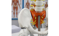 Movable Joints Spine Pelvis Model Nerve Details Spine Model PVC Study Aid Metal Support Rod for Classroom, Medical Office