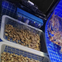 PVC Aquarium Waterfall Oxygenation Waterfall Outlet Oxygenating Water Flow