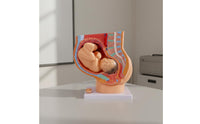 Fetal Growth Model Educational Obstetrics Demonstration Model Easy to Observe for Students, Doctors, Practice Room