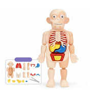 Removable Organs DIY Human Organ Model Early Learning DIY Human Body Assembly Kit Articulated Joints for Students, Homeschooling, Classroom