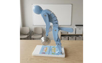 Movable Joints Spine Example ABS Material Lifting Posture Model Blue Support Example Segmented
