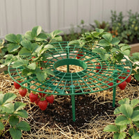 Keeps Berries Above Ground Strawberry Growing Rack Sturdy Plastic Strawberry Growing Frame Sturdy Design Fruit Plant Holder Reusable for Potted Plants