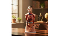 Human Physiological Model 85 Cm Physiological Model with Base Educational for Educators, Teachers, Classroom, Biology Lab, School