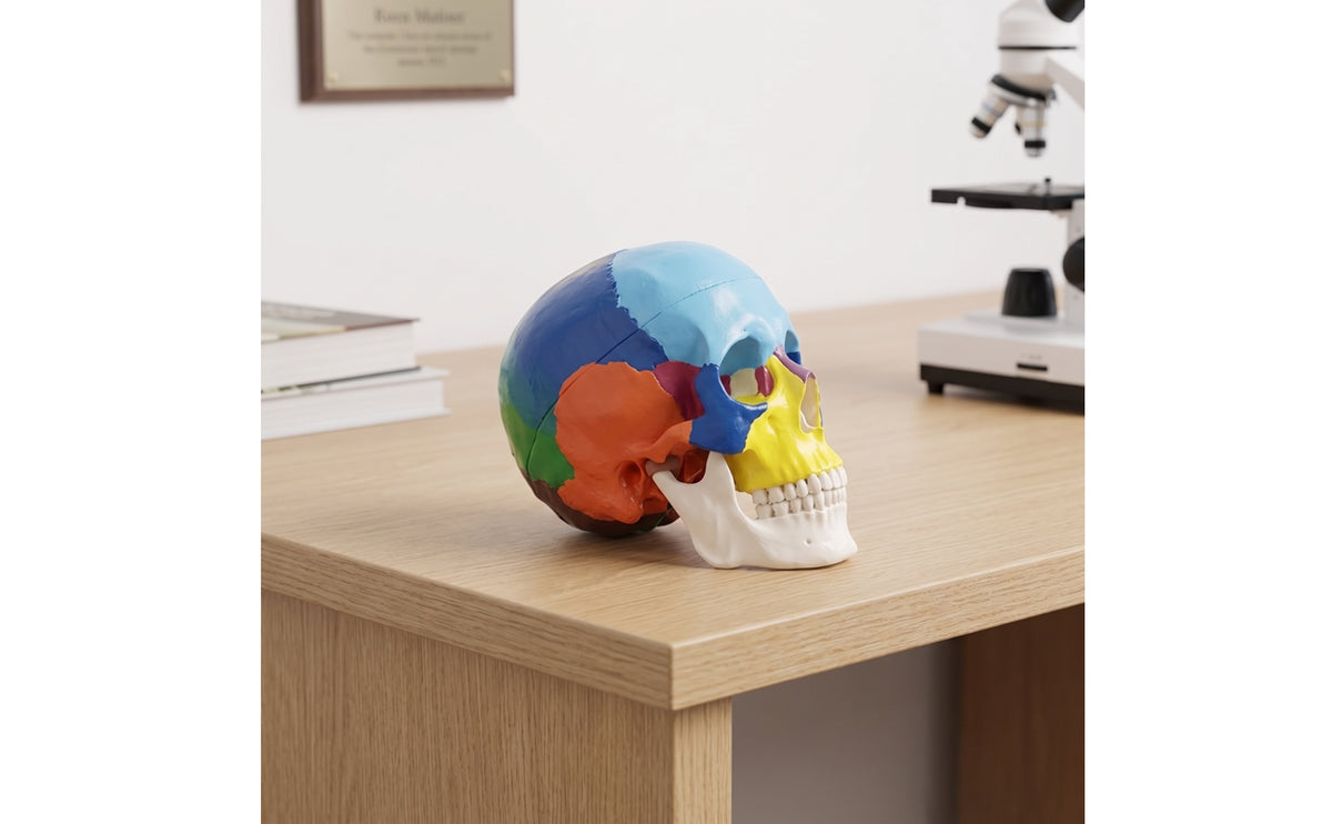 Educational Human Skull Model with Movable Jaw for Students and Teachers