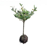 Artificial Potted Plant Small Artificial Plant Low Maintenance Tabletop Decor for Home