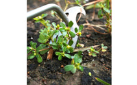 Weeder with 4 Teeth Sturdy Manual Hand Weeder Compact for Gardeners