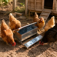 poultry feeder