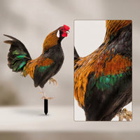 Garden Stake with Cockerel Acrylic Cockerel with Stake Chicken Yard Art Double-Sided Colorful for Gardeners, Lawn, Flower Bed