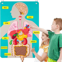 22 Pieces DIY Learning Organ Placement Busy Board Interactive Play Human Body Activity Set Early Education Human Structure Cognitive Chart 3D Organs for Homeschooling