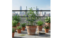 Plant Support Loop Steel Metal Plant Support Loop Decorative Design Blossom Stalk Holder