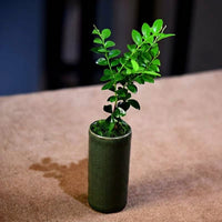 Plant Pots for Indoor Plants and Bonsai Pot, Glazed Chinese Style Indoor Plant Pot for Home Office, Handmade Small Cylindrical Ice Crack Design