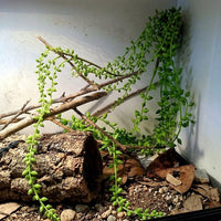 Flexible Bendable Vine Snake Accessories for Vivarium, Textured Reptile Plants, Semi-Flexible Foam Climbing Branch with Suction