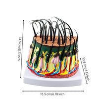 Skin Model with Dermatological Educational for Dermatologists, Students, Biology