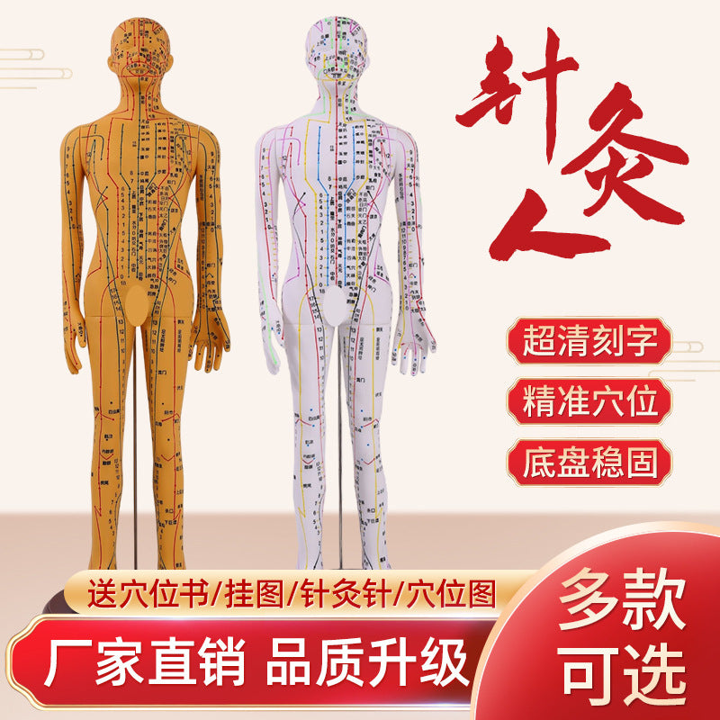 Acupuncture Point Human Body Model with Meridians for Teaching