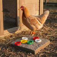 100 Pieces Chicken Identification Band Secure Fit Chicken Leg Band Reusable Avian Identification Band for Hatchery, Backyard Coop