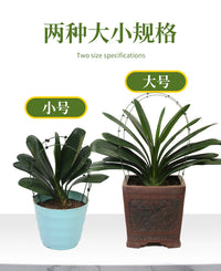 矫正花架君子兰专用定型矫正固定防长偏调整叶子间距