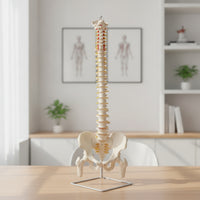 Spine Model with Pelvis Life-Size Human Spine Model Educational for Medical Students, Chiropractors, Classroom, Scientific Workspace