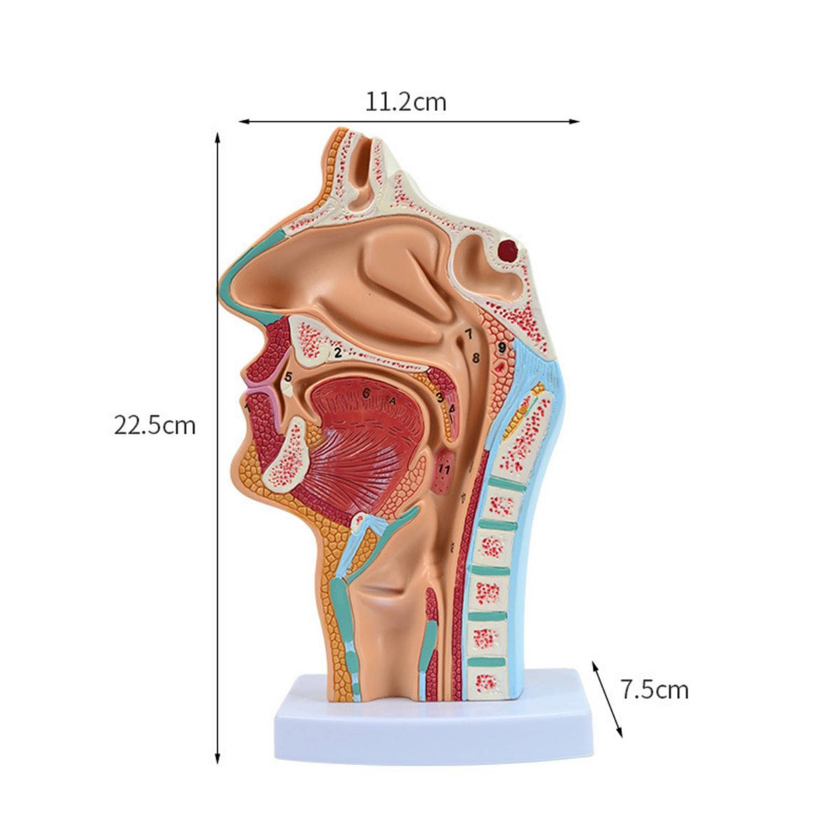 Highly Realistic Human Head Sagittal Section Model Numbered Parts Oral Pharynx Larynx Model Odorless PVC Material for Teachers, Classroom