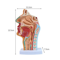 Highly Realistic Human Head Sagittal Section Model Numbered Parts Oral Pharynx Larynx Model Odorless PVC Material for Teachers, Classroom