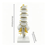 Human Spine Model Vertebrae Model Anatomical for Classroom