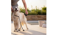 Suction Holder Pet Restraint Easy To Assemble Grooming Loop with Suction Holder Dog Bathing Tether Versatile Pet Shower