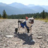 Easy to Walk Adjustable Dog Wheelchair Lightweight Dog Rehab Wheelchair Stable Frame Hind Leg Support Carriage Breathable Mesh Harness for Disabled Dogs, Rehabilitation, Mobility Assistance, Post Surgery