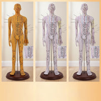 Acupressure Model Accurate Acupressure Model with Stand Meridian Mannequin for Acupuncturists, Teachers, Classroom, Professional Office