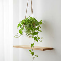 2 Pieces Contemporary Design Wall Mounted Hydroponic Vase Easy to Install Egg Shape Glass Plant Holder Multi Use Clear Hanging Flower Pot