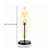 Human Skeleton Model Educational Biological Skeleton Model Basic for Teachers